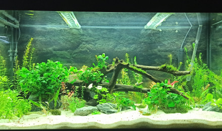 aquarium Bac 360L