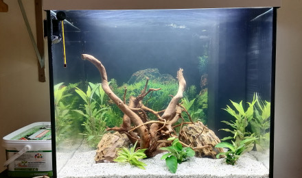 aquarium Comuno First