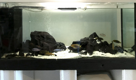 aquarium Malawi