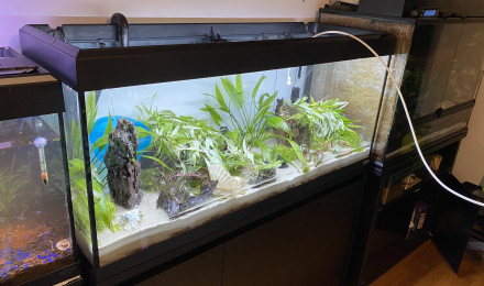 aquarium Fluval 240L
