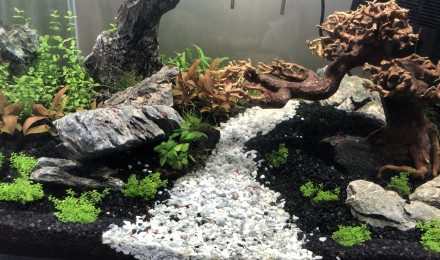 aquarium Nano