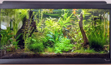aquarium Sur la Route des Laves 60L