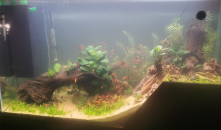 aquarium 220l