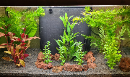 aquarium BETTA SPLENDENS