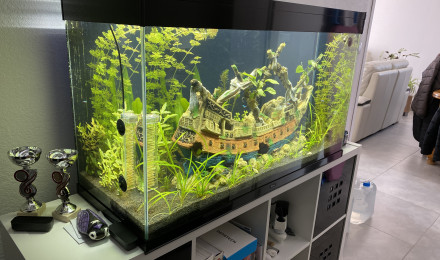 aquarium Decouverte