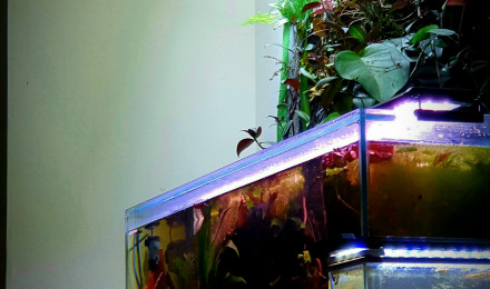 aquarium 240L Amazonien