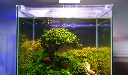 aquarium Nano crevettes