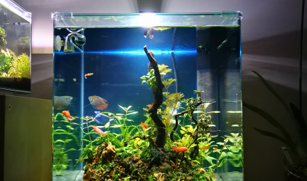 aquarium Cube 60L