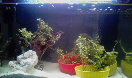 aquarium Aquarium de quarantaine 75l net