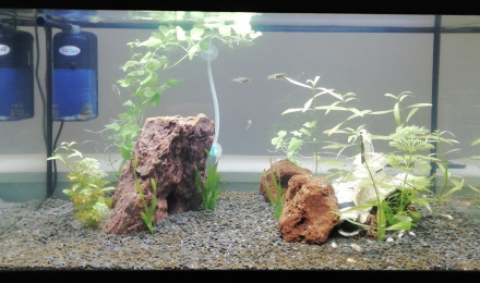 aquarium Aquarium reproduction