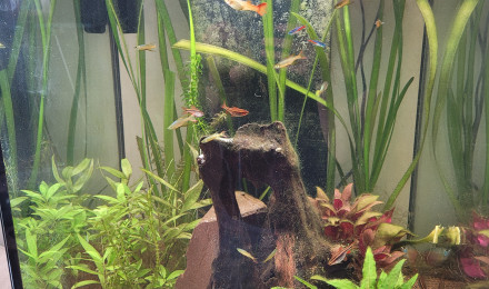 aquarium NATHAN1