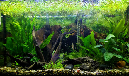 aquarium Thailande Wild