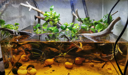 aquarium Brackish water 55L