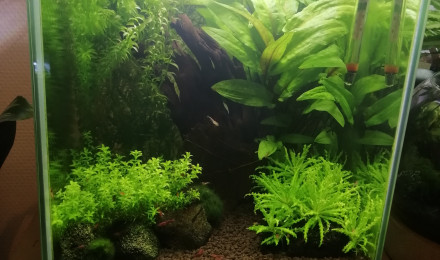 aquarium Nano Red Cherry