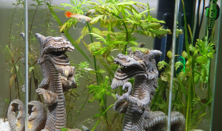 aquarium Clara