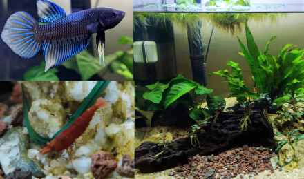 aquarium Aquarium Betta Spade Tail et Crevette Red Sakura