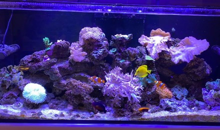 aquarium obami