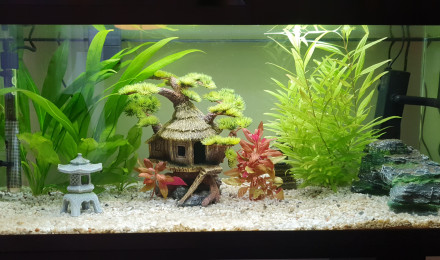 aquarium Amazonienne