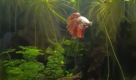 aquarium Nano 20L Betta