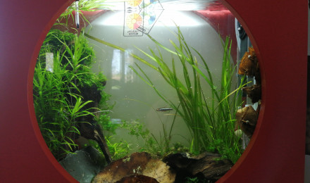 aquarium Mon 20l