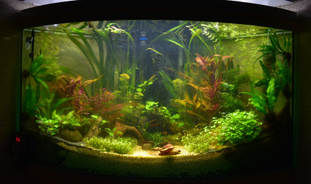 aquarium Aquarium JLS