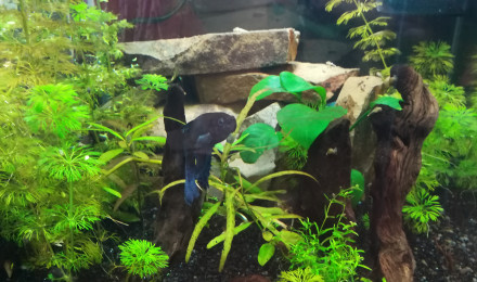 aquarium Bureau