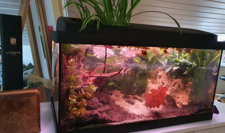 aquarium Low tech 50