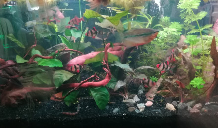 aquarium Salon