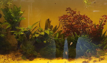 aquarium River Song