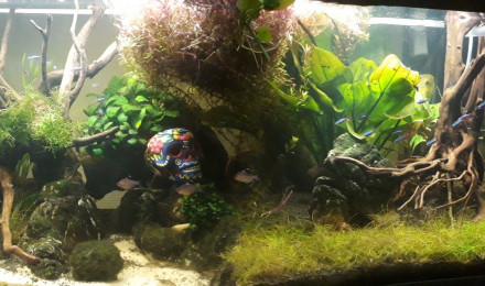 aquarium Canyon Amazonien