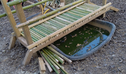 aquarium Bassin wallaby