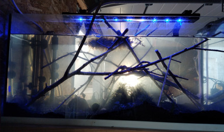 aquarium La brochette de crevettes