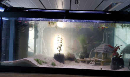 aquarium Nurserie pour guppys