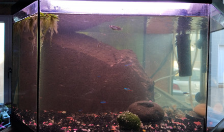 aquarium Maison close pour guppys