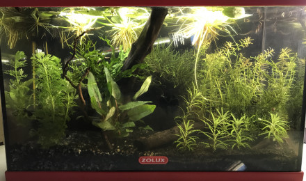 aquarium Betta Low Tech