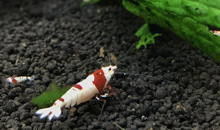 aquarium CREVETTE PURE RED LINE