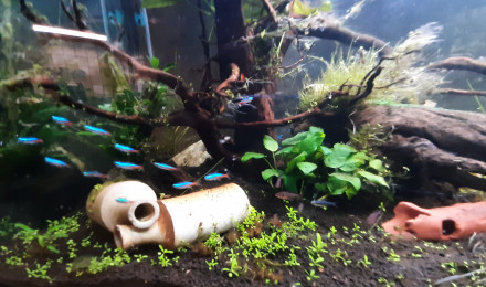 aquarium Amazone