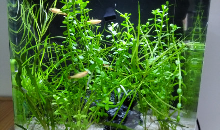 aquarium Nano Margot 18 L