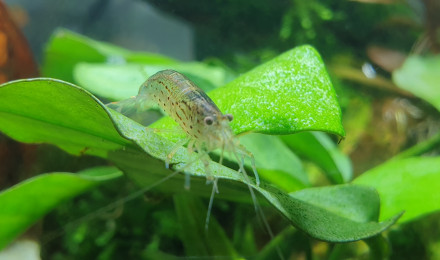 aquarium salon combattant