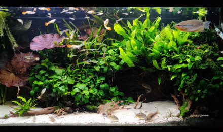 aquarium MOONLIGHT SHADOW