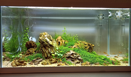 aquarium Coronaquascape.variant 2