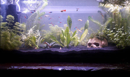 aquarium Mon premier