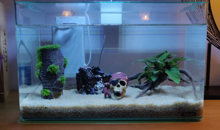 aquarium First