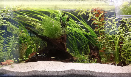 aquarium Aqua