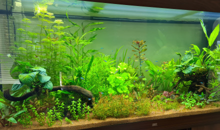 aquarium BAC 450 L