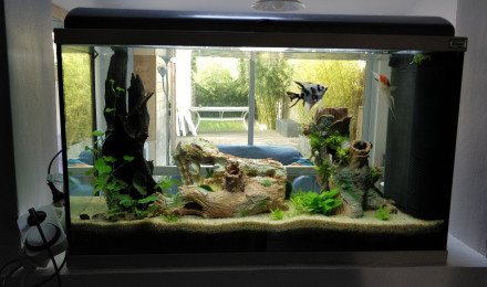 aquarium Aquarium