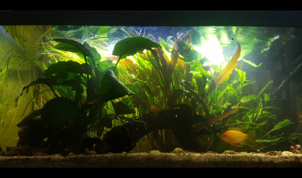 aquarium Little River