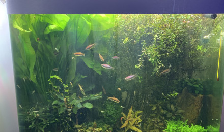 aquarium Osaka 155 Baisodrome
