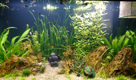 aquarium R lyeh