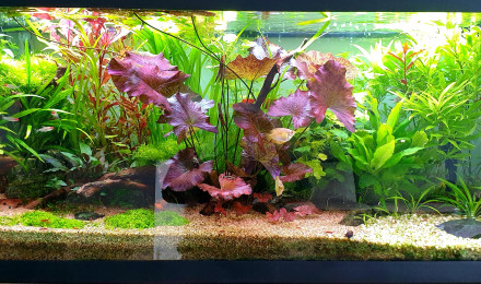 aquarium Planté Communautaire